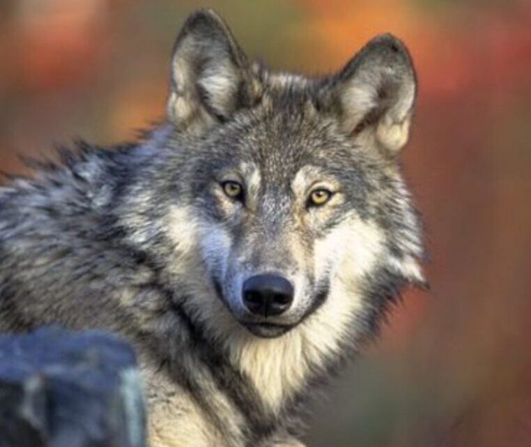 Ein Wolf hat gestern am 1.11.2022 in Böbing mehrere Schafe gerissen Ein Wolf hat gestern am 1.11.2022 in Böbing mehrere Schafe gerissen