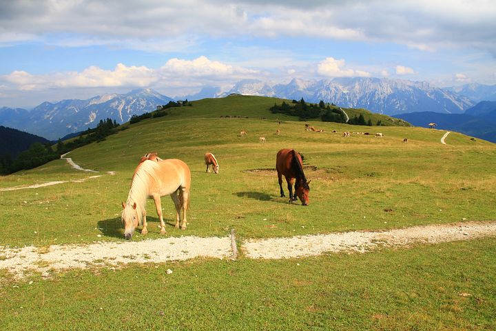 Almbauern wollen kein Weltkulturerbe werden – doch das Gericht weist die Klage zurück Almbauern wollen kein Weltkulturerbe werden – doch das Gericht weist die Klage zurück