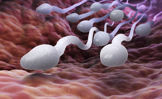 „Spermageddon“? Sinkende Spermienzahl – Forscher warnen vor Aussterben der Menschheit „Spermageddon“? Sinkende Spermienzahl – Forscher warnen vor Aussterben der Menschheit