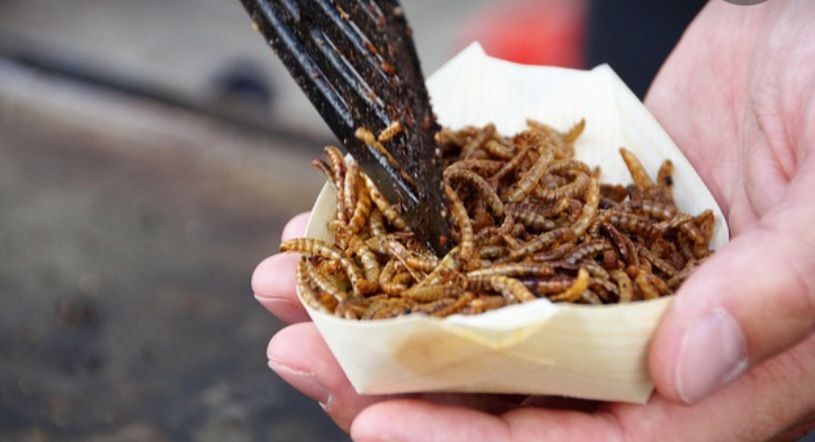 2023 – Die Menschen werden nun Insekten essen, ohne es zu wissen. 2023 – Die Menschen werden nun Insekten essen, ohne es zu wissen.